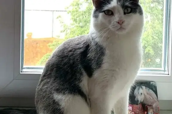 Кошки потеряшки, Самарская область, фото: Потеряшка кошка, Чапаевка, Самарская обл.