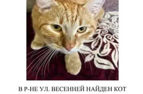 Кошка найдена: Весенняя, 78, Тамбов