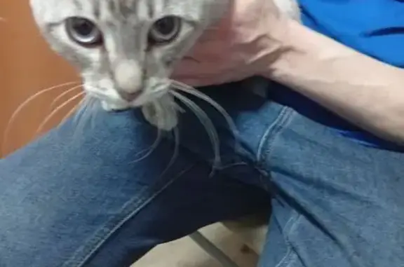 Кошка найдена на Мелентьевой, 35, Петрозаводск