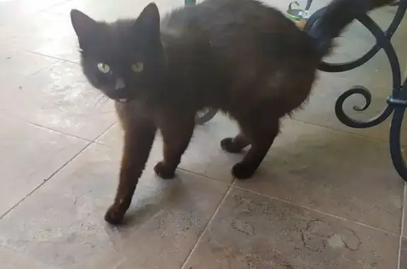 Кошка найдена в Вертелишках, Гродно