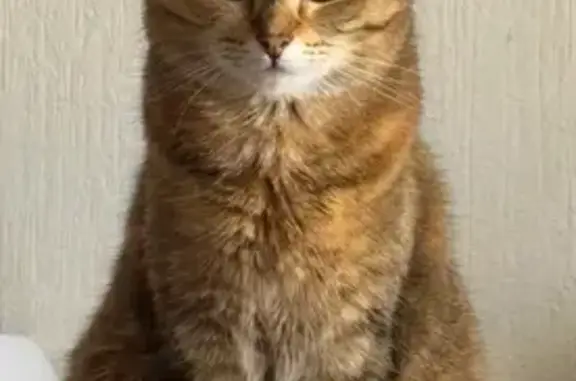 Кошки потеряшки, Екатеринбург, фото: Потеряшка кошка, ул. С. Дерябиной, 16