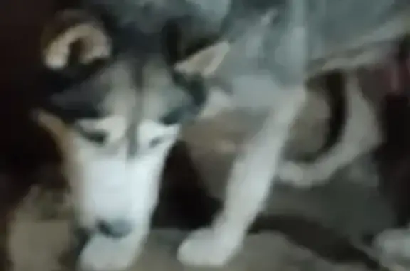 Найдена собака, Камышлов, фото: Собака найдена: ул. Декабристов, 25