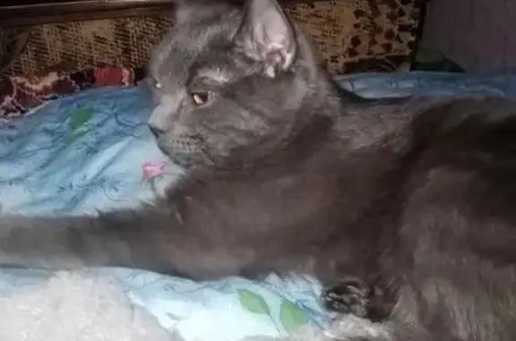 Найдена кошка, Белгород, фото: Кошка найдена: ул. Буденного, 1, Белгород