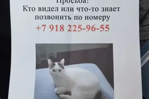 Пропала белая кошка, Гагарина 188/5
