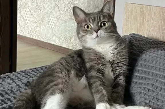 Пропала кошка на ул. Мира, 21, Воткинск