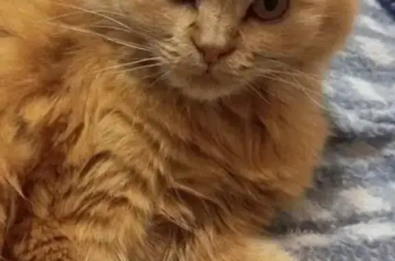 Пропала кошка, Садовая ул., 2, Комсомолец
