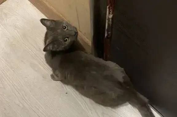 Найдена кошка, Петрозаводск, фото: Кошка найдена у ТЦ «Макси», Андропова 22