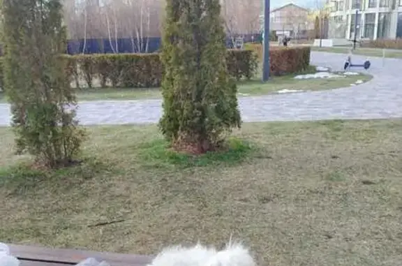 Пропала собака, Одинцово