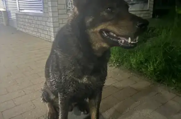 Найдена собака, ул. Ленина 36, Светлогорск