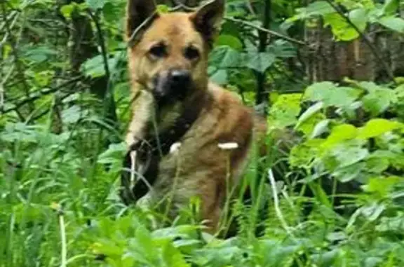 Найдена собака, , фото: Найдена собака в Бритово, МО