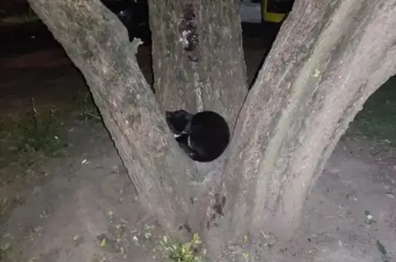 Кошка найдена: Волгоградский пр-т, 111