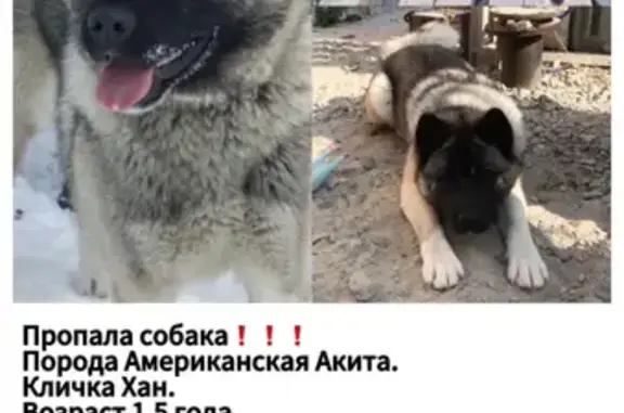 Пропала собака, Успенский пр., 34