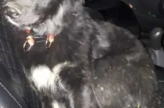 Найдена собака, Череповец, фото: Собака найдена, Батюшкова 2, Череповец