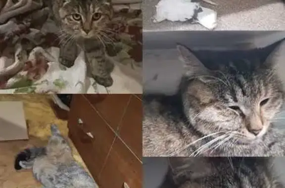 Пропала кошка Теша, Ялтинская 15, Владивосток