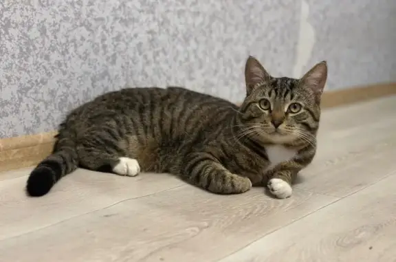 Объявления о пропавших и найденных животных, Рязань, фото: Пропала кошка, ул. Энгельса 4, Рязань