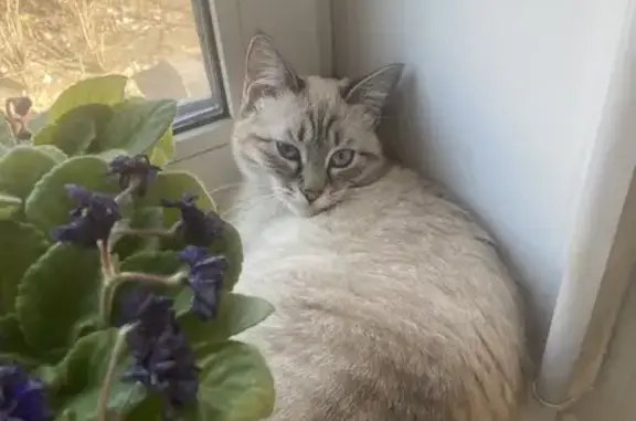 Кошки потеряшки, Иваново, фото: Потеряшка кошка, Иваново, P-600, 25