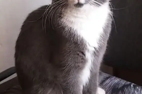 Кошка найдена в офисе, Чита, Забайкалье