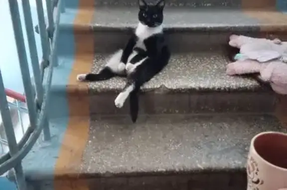 Кошки потеряшки, Челябинск, фото: Потеряшка кошка, ул. Горького, 22, Челябинск