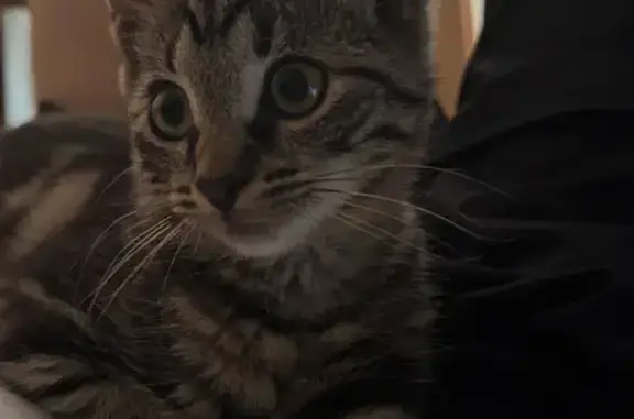 Кошки потеряшки, Санкт-Петербург, фото: Потеряшка кошка, ул. Бассейная, 77, СПб