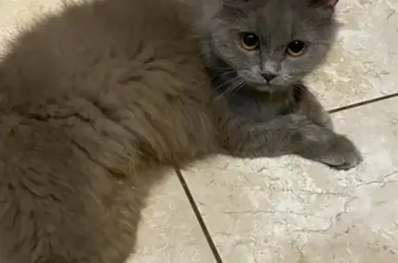 Найдена кошка, Самара, фото: Найдена кошка, Казачья 36, Самара