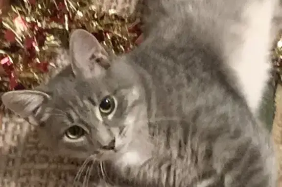 Пропал кот на ул. Лескова, 3, Нижний Новгород