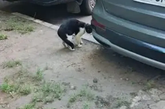 Кошка найдена: Моисеева 59, Воронеж