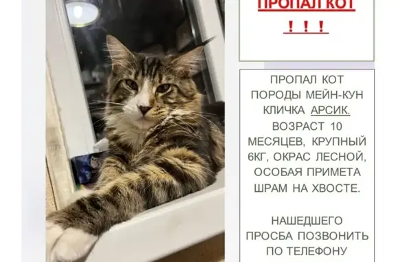 Пропала кошка, Ленина 95, Армавир
