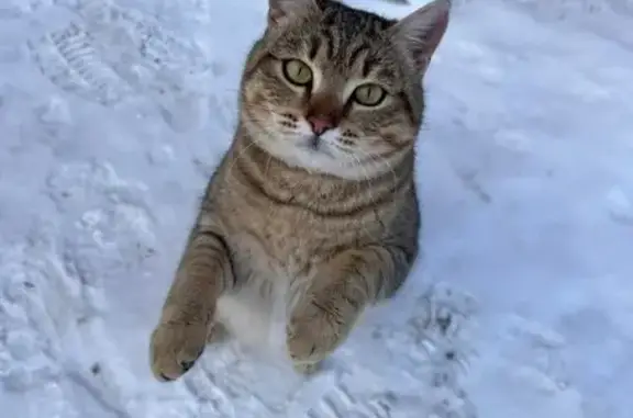 Пропала кошка, ул. Анисимова 147, Шадринск