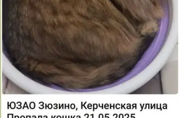 Пропала кошка на Перекопской, 2, Москва