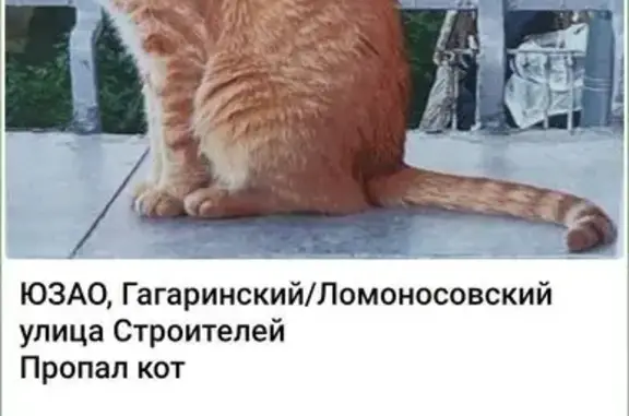 Пропала кошка, ул. Строителей, 11, Москва