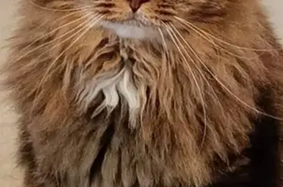 Объявления о пропавших и найденных животных, Киров, фото: Пропала кошка, ул. Тургенева, 18, Киров