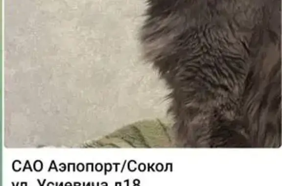 Пропала кошка, ул. Усиевича 18, Москва
