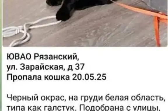 Пропала кошка, Зарайская 37, Москва