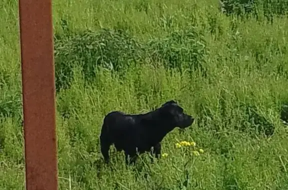 Найдена собака, ул. Акинина 32а, Старый Оскол