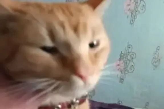 Найдена кошка, Мичуринск, фото: Кошка найдена: Привокзальная Пл., 3, Мичуринск