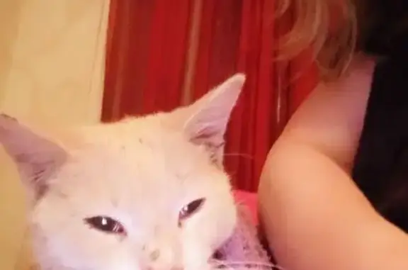 Персиковая кошка найдена: Юбилейная 22-Б