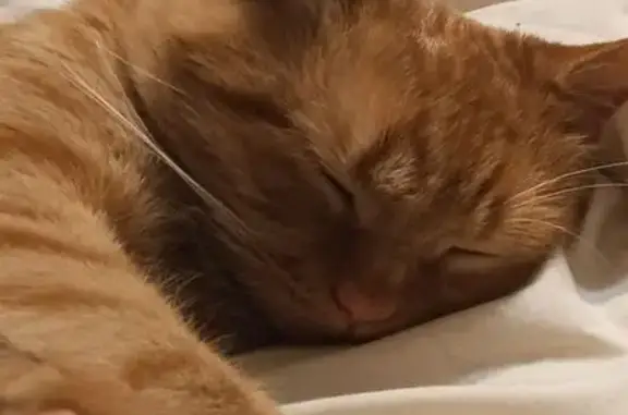 Кошки потеряшки, , фото: Потеряшка кошка на Нагорной, 4