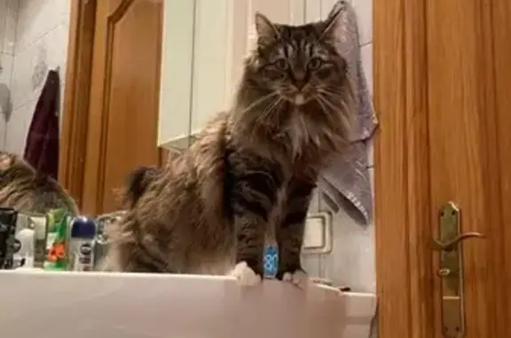 Кошки потеряшки, Москва, фото: Потеряшка кошка, Севастопольский пр., 83к1