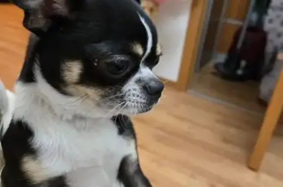 Найдена собака, Мурино, фото: Найдена чихуа, Скандинавский пр., 8к2