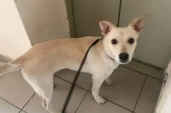 Собака найдена: Дейнеки, 5М, Курск