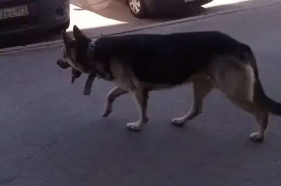 Собака найдена: Промышленная ул., 2