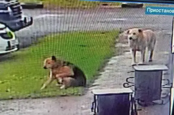 Собаки потеряшки, Ульяновск, фото: Потеряшкаи собаки на проспекте Созидателей, 1