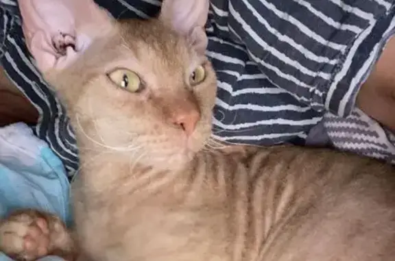 Кошка найдена: Светлогорский пер., 8