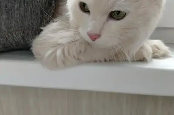 Найдена белая кошка, ул. Лебедева, 10