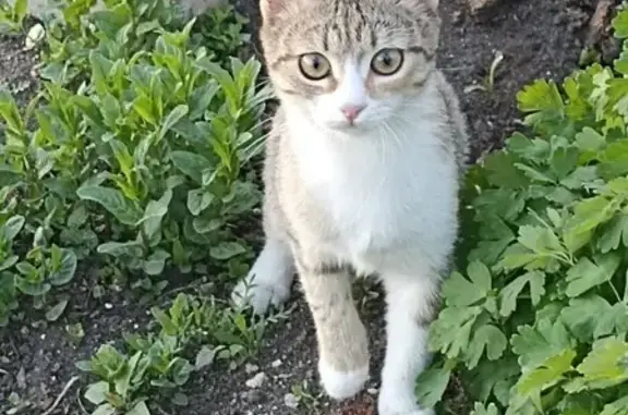 Кошки потеряшки, Южноуральск, фото: Потеряшка кошка, Красногвардейская 119