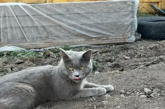 Кошка найдена в СНТ Геодезист, Чита