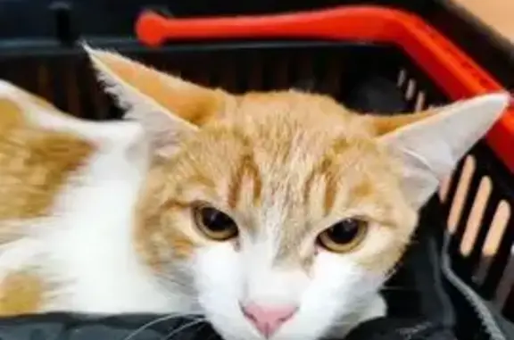 Кот найден: пр. Дзержинского 7, Ярославль