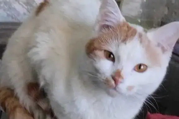Пропала кошка, ул. 9 Января, 15, Россошь