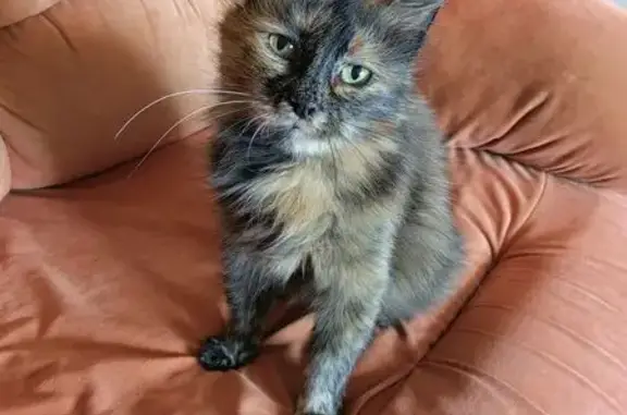 Кошка найдена у магазина, Красных Зорь 27