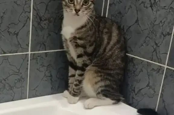 Кошки потеряшки, Вологда, фото: Потеряшка кошка, Кубинская 11, Вологда